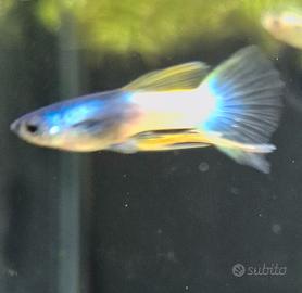 Guppy pinne lunghe ribbon pingu pesci tropicali