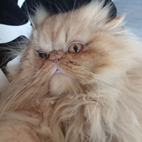 Gatto persiano accoppiamento