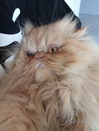 Gatto persiano accoppiamento