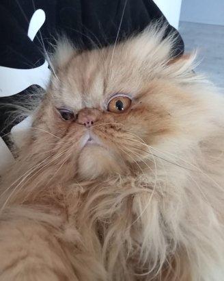 Gatto persiano accoppiamento