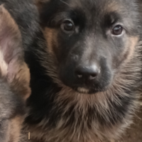 Cuccioli pastore tedesco