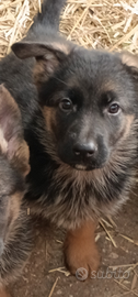 Cuccioli pastore tedesco