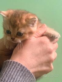 Vendita gattino
