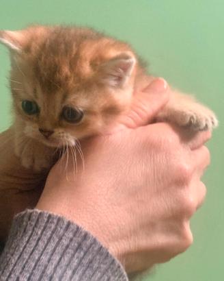 Vendita gattino