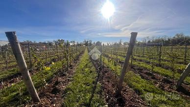TER. AGRICOLO A ADRO