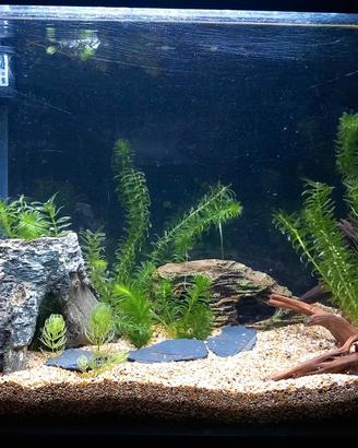 Acquario Amtra 40 Litri