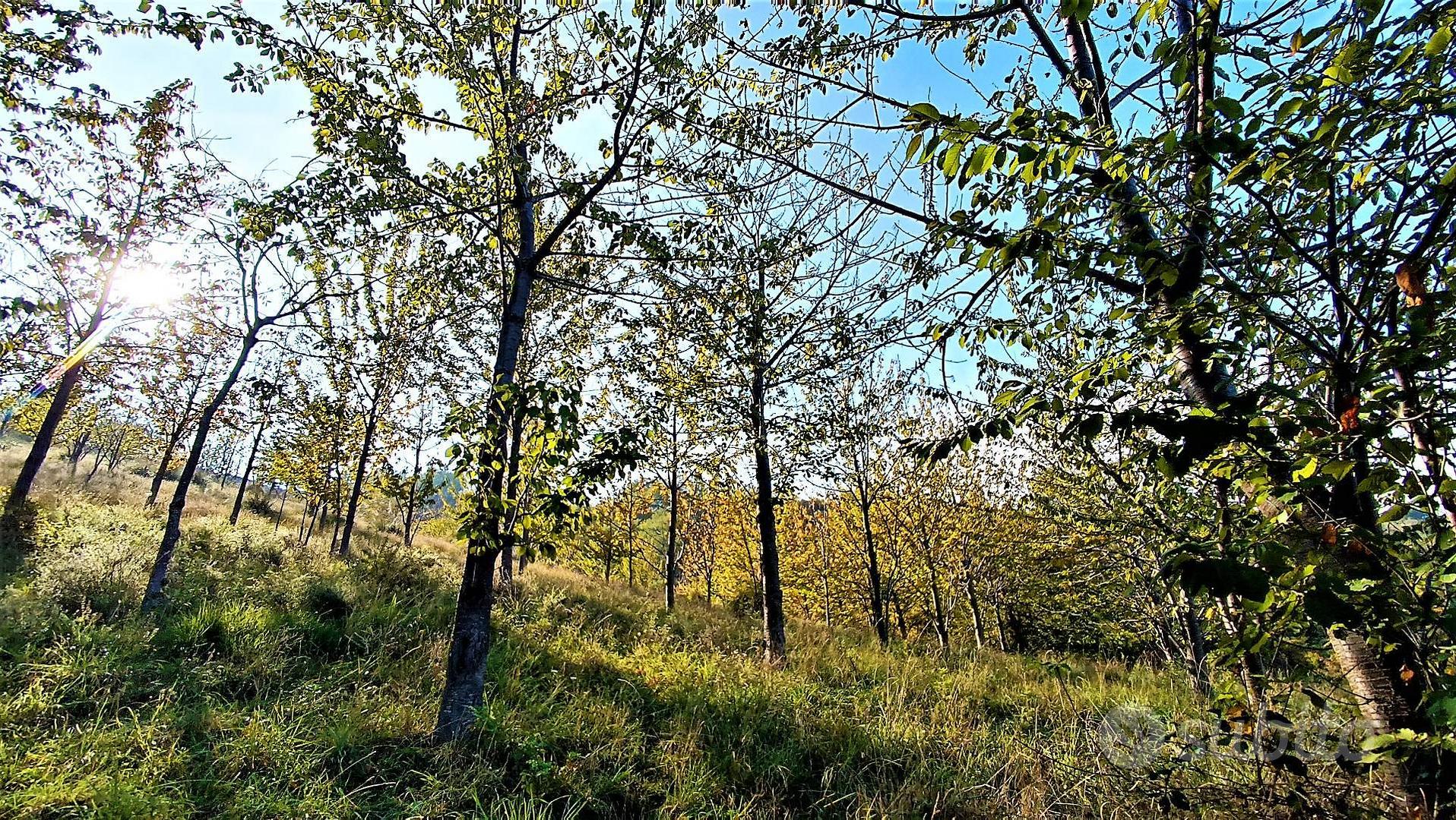 Casale / Rustico - Massignano - View 3