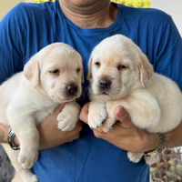 Cuccioli labrador