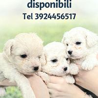 Cuccioli di maltipoo
