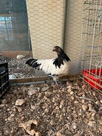 Gallinella lakenfelder