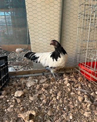 Gallinella lakenfelder