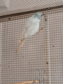 Parrocchetto dal collare