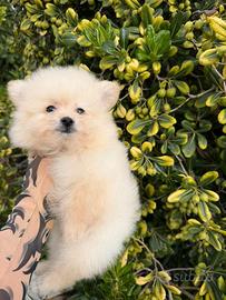 Pomapoo mini toy