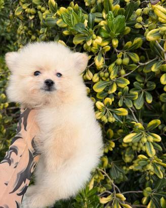 Pomapoo mini toy