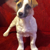 Cucciola di Jack Russell Terrier