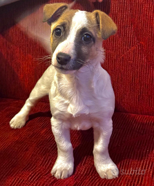 Cucciola di Jack Russell Terrier