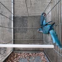 Coppia parrocchetto monaco