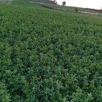 Fieno di erba medica