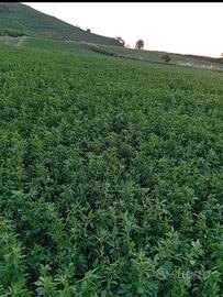 Fieno di erba medica