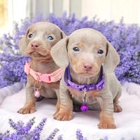 Cuccioli di bassotti blu maschi e femmine