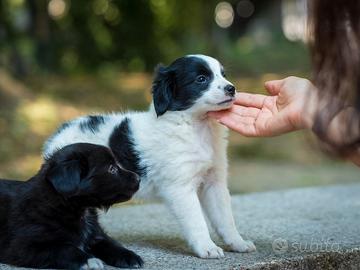 Cuccioli maschi due mesi mini toy