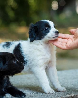Cuccioli maschi due mesi mini toy