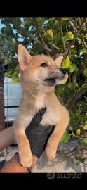 Shiba inu