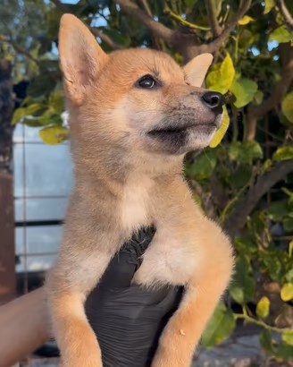 Shiba inu