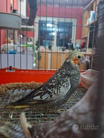 Calopsite allevate a mano