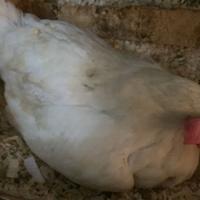 Livornese riproduttiva