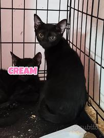 CREAM gattina nera di 4 mesi