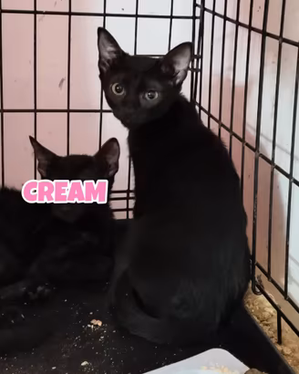 CREAM gattina nera di 4 mesi