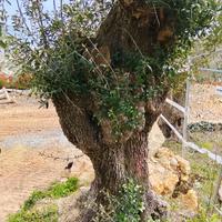 albero di olivo secolare taggiasca
