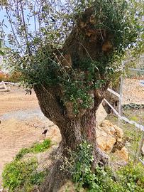 albero di olivo secolare taggiasca
