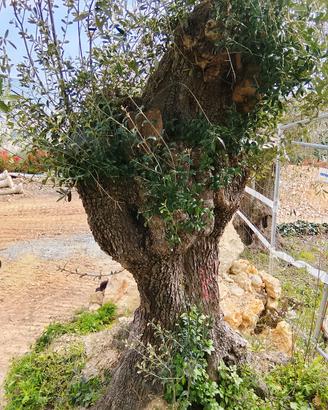 albero di olivo secolare taggiasca
