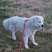 Pastore maremmano 2anni adottare