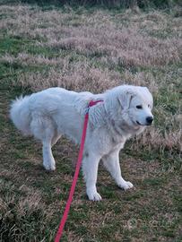 Pastore maremmano 2anni adottare