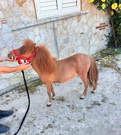 Pony Falabella