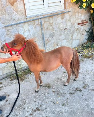 Pony Falabella