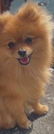 Spitz di Pomerania linea Americana