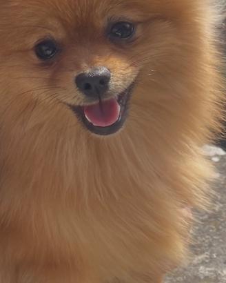 Spitz di Pomerania linea Americana