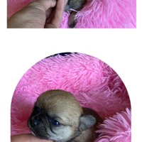 Chihuahua pedigree ENCI