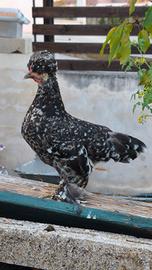 Bulgarian bantam galline nanissime