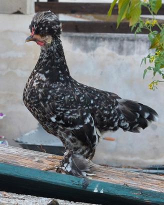 Bulgarian bantam galline nanissime