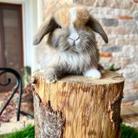 Mini Lop Ariete Nano