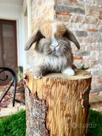 Mini Lop Ariete Nano