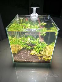Caridinaio aquario completo