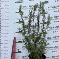 Rosmarino eretto pianta