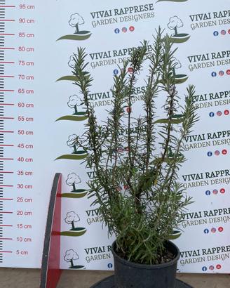 Rosmarino eretto pianta