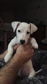 Jack russell bianchi